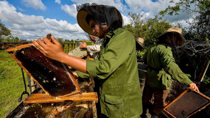 Les abeilles se portent à merveille à Cuba, grâce à l'embargo américain