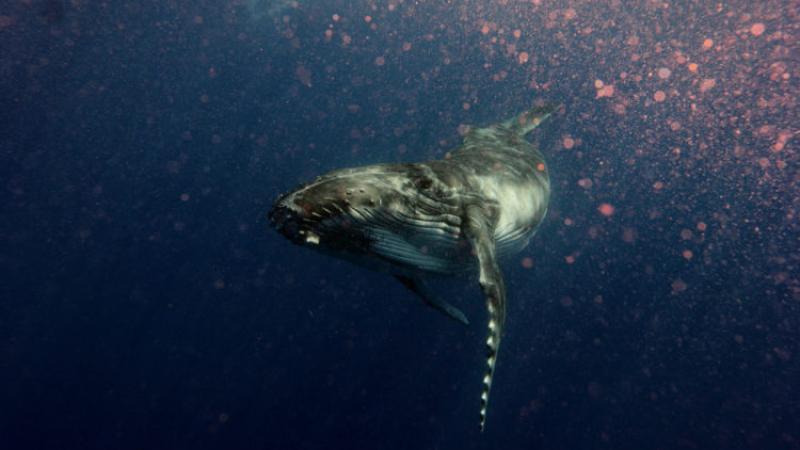 Les baleines peuvent flipper