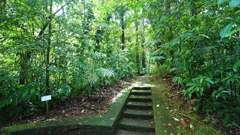 Parc Naturel de Martinique (PNM) : acteur de la préservation et de la valorisation des patrimoines martiniquais