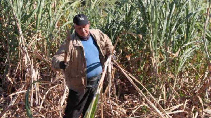 La situation des planteurs de canne à sucre à La Réunion ne cesse de se dégrader