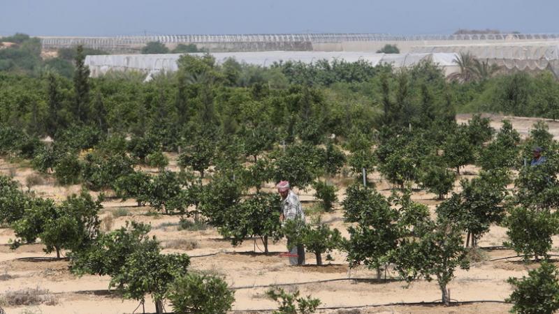 L’armée israélienne pulvérise des pesticides sur la zone tampon avec Gaza : l'agriculture en péril