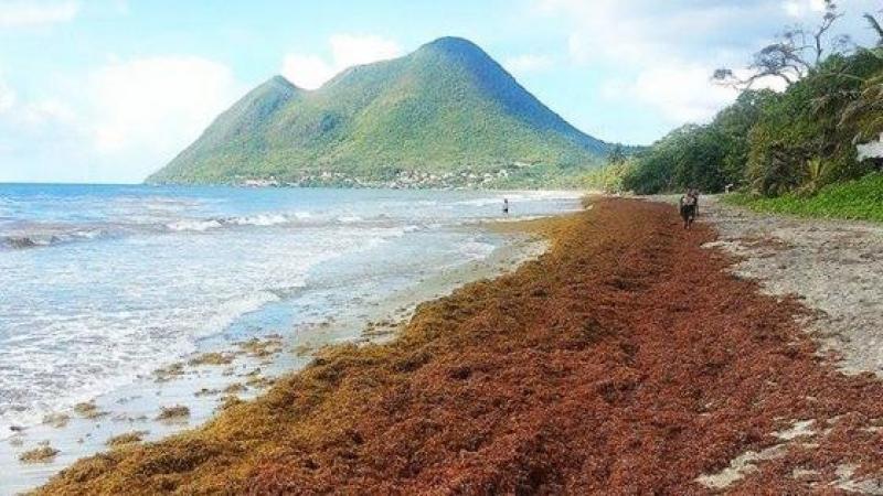 Pollution : les Caraïbes envahies par des algues nauséabondes