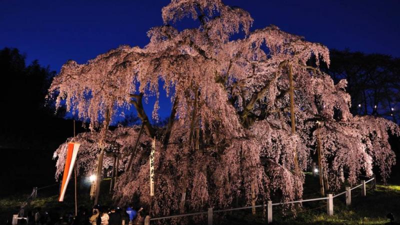 Takizakura, un cerisier du Japon âgé de plus de 1000 ans, est en fleur !