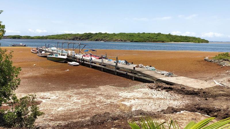 Mesures de gestion pour les populations antillaises exposées à la décomposition d’algues Sargasses