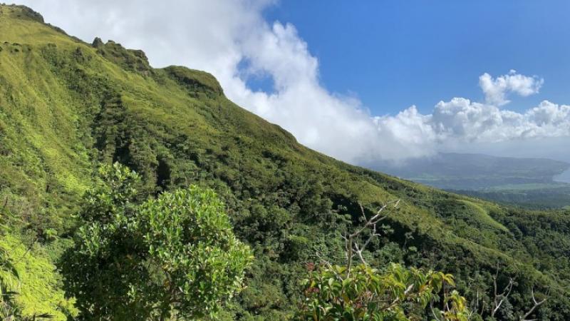 En Martinique, des solutions agricoles émergent pour éliminer le chlordécone