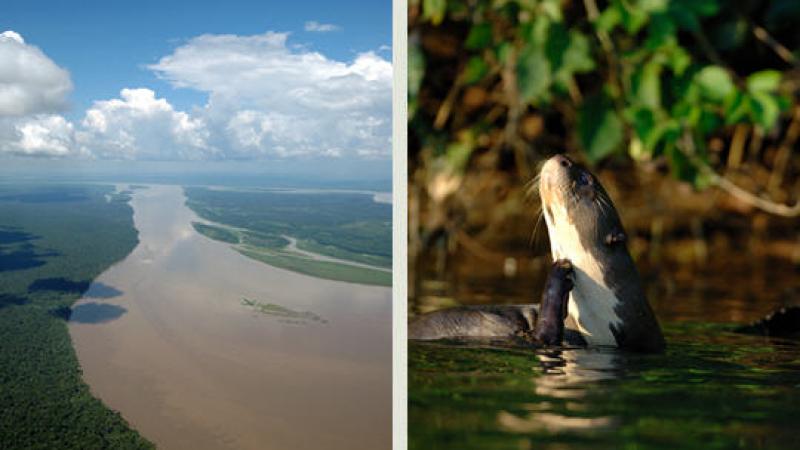ARCHIVES : A PROPOS DE L'INTERNATIONALISATION DE L'AMAZONIE