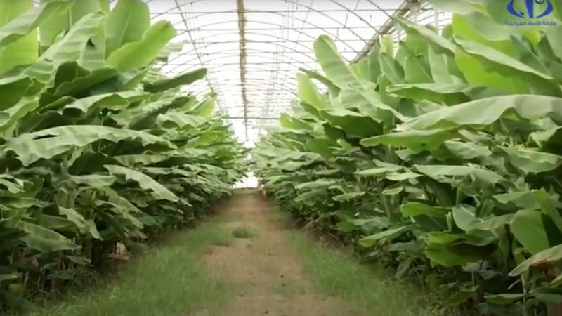 La production de la banane en Algérie est une expérience réussie