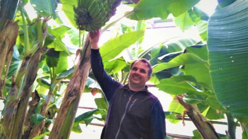 Var : Un producteur se lance dans la production de bananes en France, et ça marche