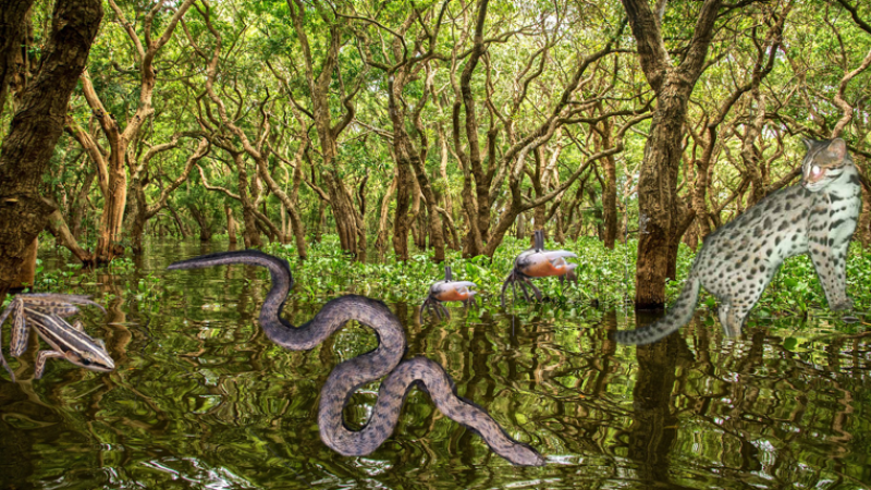 Au Cambodge, les chercheurs ont été bluffés après avoir observé plusieurs centaines d’espèces dans la mangrove