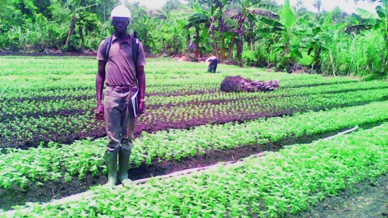 Cameroun : J’ai lancé ma plantation de condiments avec 4000 Fcfa