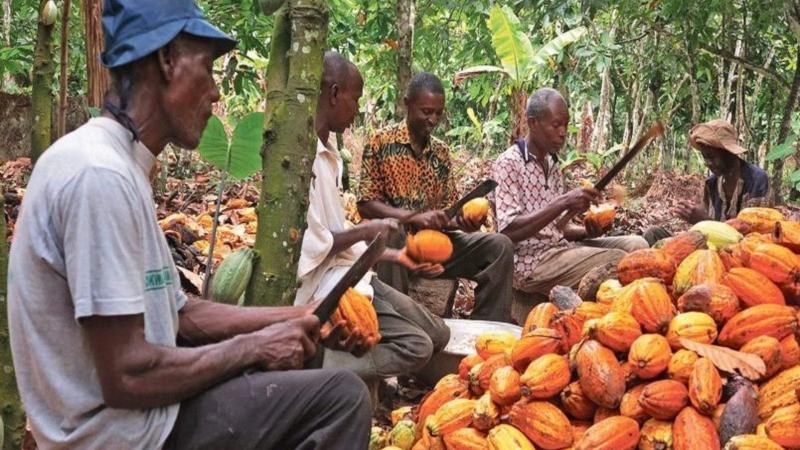 Cacao : la Côte d’Ivoire et le Ghana remportent une victoire contre Hershey