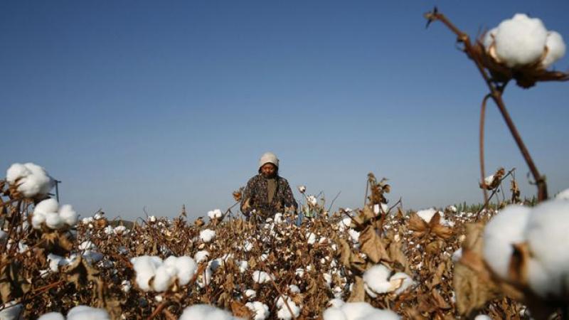 L'histoire du coton, ou le rôle central de l'esclavage dans la montée du capitalisme