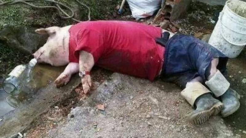 Conte du jour de l'An : un cochon "abiyé an moun" retrouvé saoul à la Pointe des Nègres
