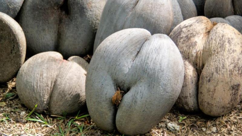 Le Coco de mer, la plus grosse graine du monde à la forme très suggestive, s’épanouit dans la “consanguinité” selon une nouvelle étude