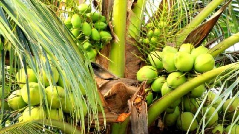 COCONUT WATER INCREASES PENIS SIZE AND SPERM COUNT