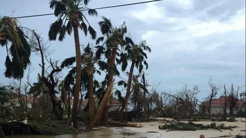 Les conséquences dévastatrices d'Irma et de Maria sur la biodiversité de Saint-Barthélemy