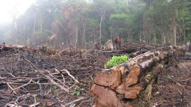 La deforestación de la selva amazónica alcanza su nivel más alto en 10 años
