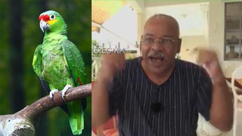 Justice sous les cocotiers : dépaysement pour l'affaire "Green Parrot", refus de dépaysement pour l'affaire "Ceregmia"