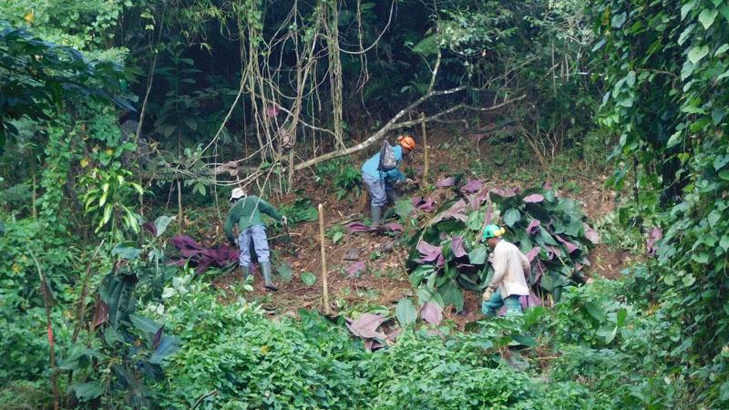 Le "cancer vert" qui menace les forêts de la Martinique
