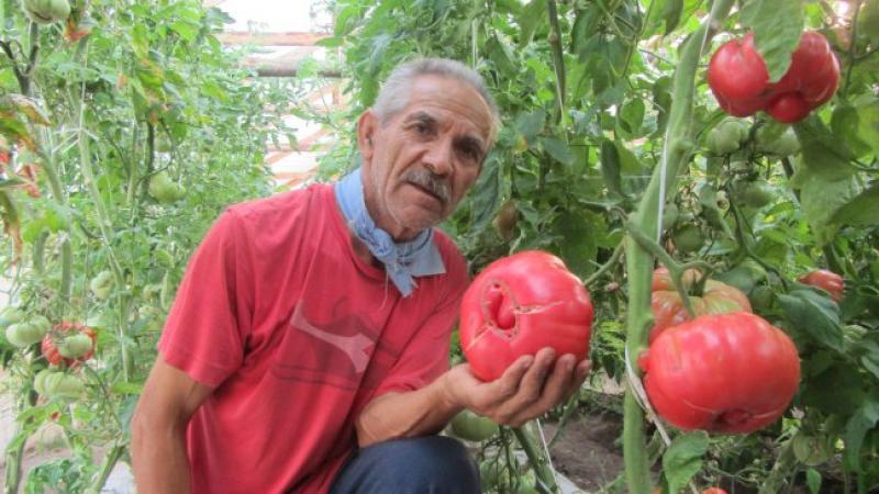 Agricultores chilenos rescatan el "tomate con sabor a infancia"