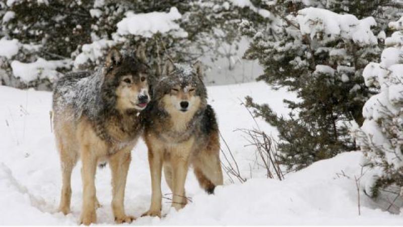 Conférence de presse des loups solitaires : "Arrêtez de nous comparer aux assassins caucasiens !"