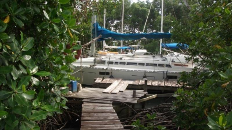 Port Cohé : 85 hectares de mangroves en passe d'être détruits par la CACEM