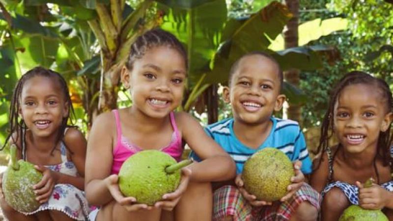 BREADFRUIT IS HIGH IN PROTEIN AND COULD FEED THE WORLD