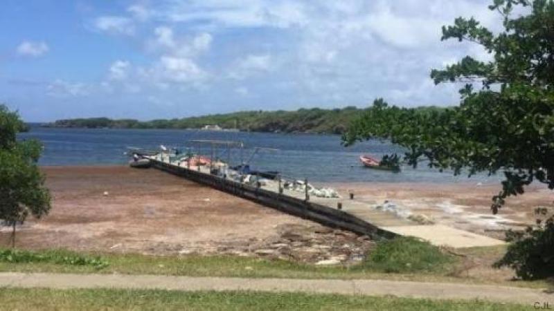 Antilles : Les algues sargasses gâchent le plaisir des vacanciers