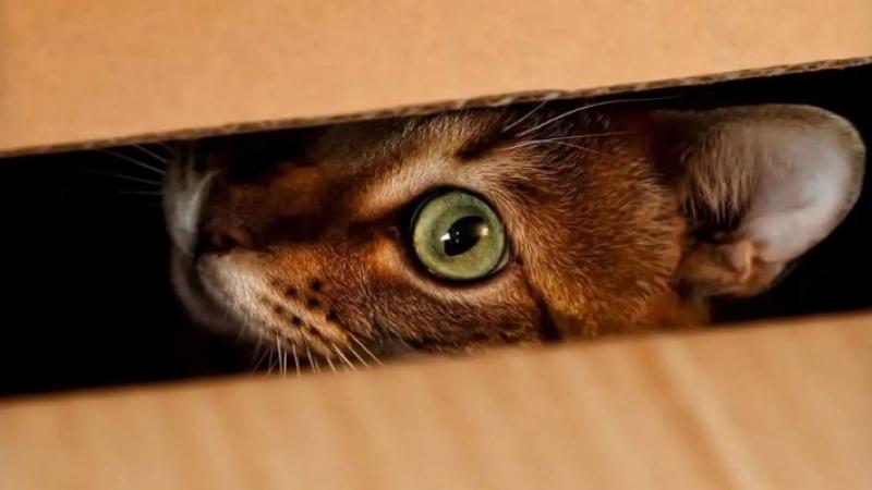 Des physiciens trouvent un moyen d’observer le chat de Schrödinger sans risquer de le tuer
