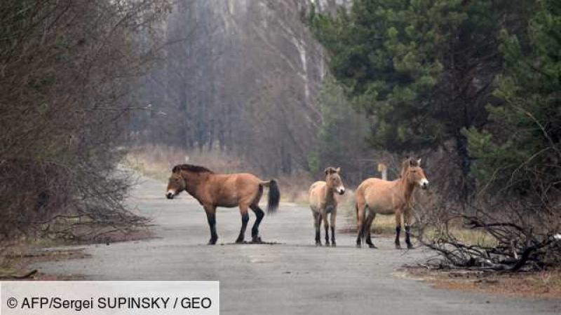 Le cheval de Przewalski, une espèce rare qui colonise la zone d'exclusion de Tchernobyl