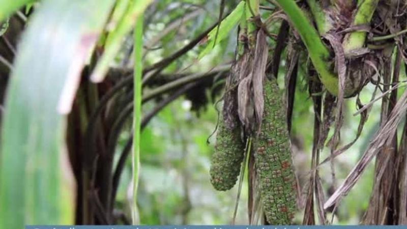 Forêt d'exception : la Martinique décroche le label