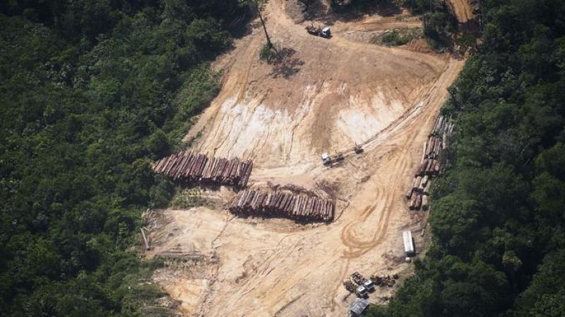 La France épinglée pour l'importation de bois illégal en provenance d'Amazonie
