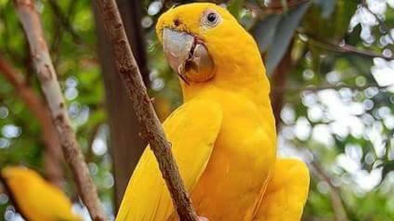 Le scandale Yellow Parrot va-t-il enfin éclater ?
