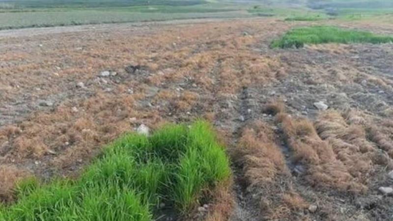 Des colons brûlent des champs de blé avec des pesticides dans la vallée du Jourdain