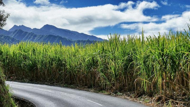 L’île Maurice aban­donne le pétrole pour produire son élec­tri­cité avec de la canne à sucre