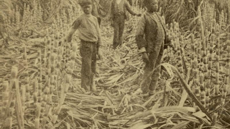 the sugar that saturates the merican diet has a barbaric history as the ‘white gold’ that fueled slavery.