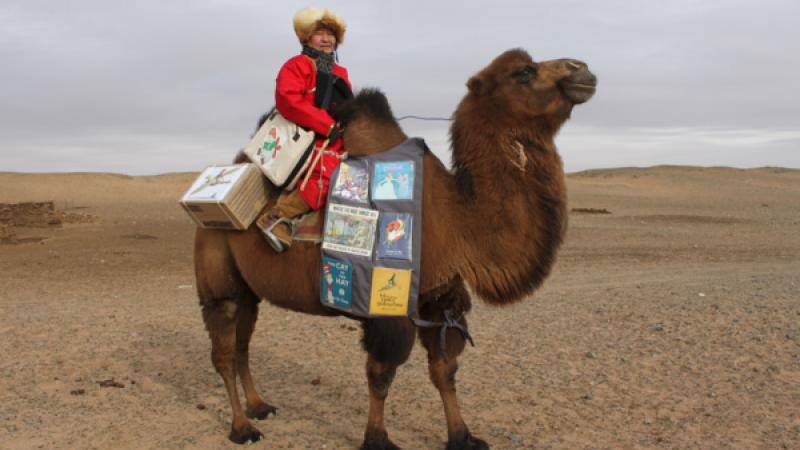 Mongolie. Le chameau qui parcourt le désert de Gobi pour apporter des livres aux enfants