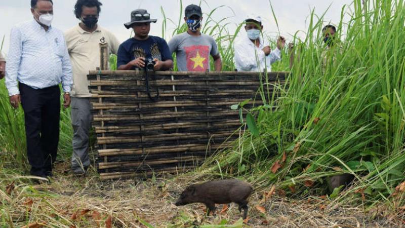 En Inde, une douzaine des plus petits porcs du monde relâchés dans la nature