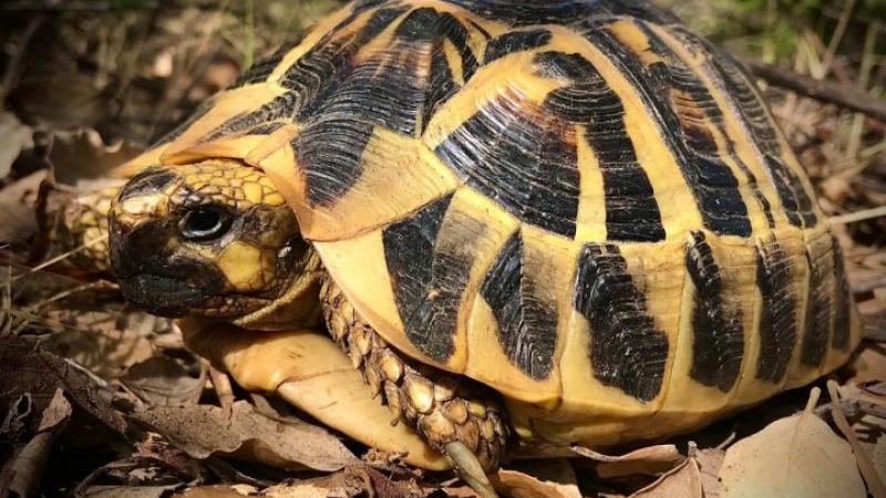 En Corse, la frénésie immobilière met en danger les tortues d’Hermann