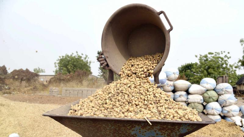 Au Sénégal, la guerre de l’arachide fait rage entre les exportateurs chinois et les huiliers locaux