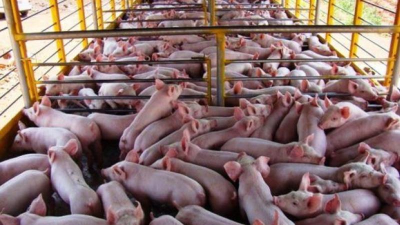 Cuba espera alcanzar récord de producción de carne de cerdo este año