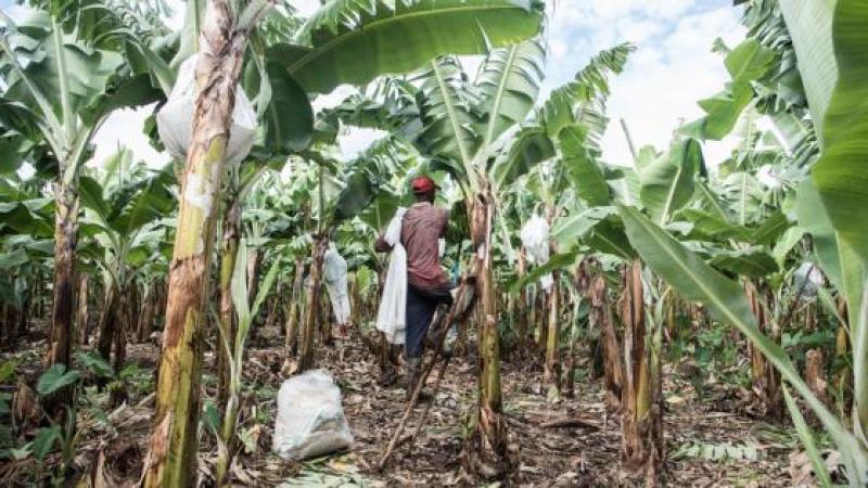 CHI PAGA IL CONTO PER LE BANANE EQUOSOLIDALI