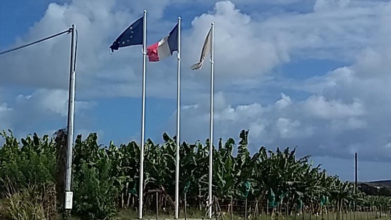 Les drapeaux de la bananeraie