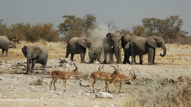 La Namibie vend 170 éléphants pour protéger sa faune sauvage