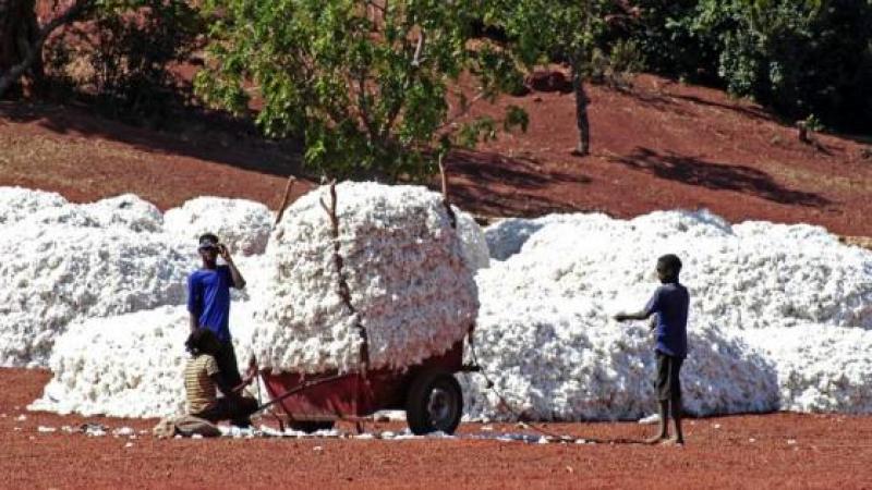 Le Burkina dit stop au coton OGM de Monsanto... et fait une super récolte