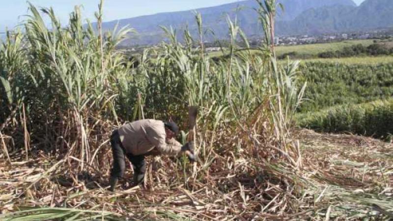 TEREOS, le géant vacille mais quelle conséquence pour la Réunion