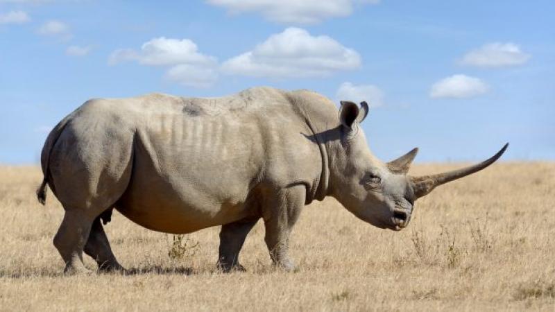 Avec leurs cornes radioactives, les rhinocéros d’Afrique du Sud ne craignent plus les braconniers