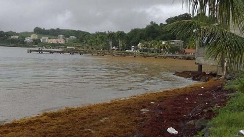  Députés et sénateurs de la Martinique : spécialistes du "vèglaj"