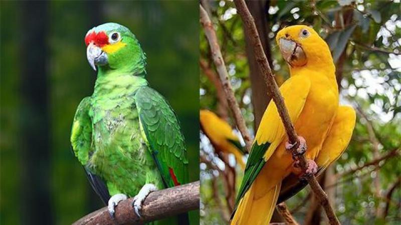 Depuis avant-hier, Green Parrot rit jaune