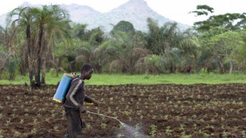 La France exporte un pesticide interdit sur son sol vers des pays en développement